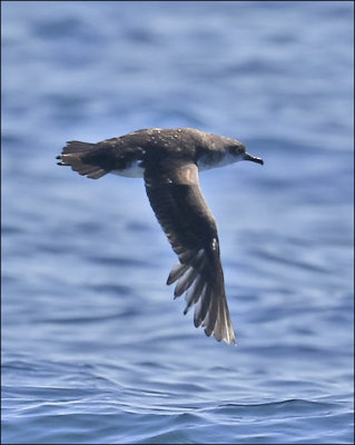 Black-vented Shearwater, (1 of 2 )