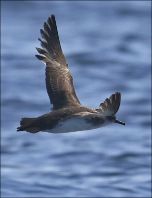 Black-vented Shearwater