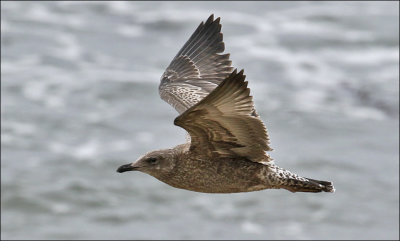 Herring Gull, 1st cycle