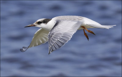 Arctic & Common Tern