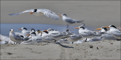 Elegant Terns, mixed flock