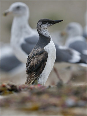 Common Murre, juv. (1 of 2)
