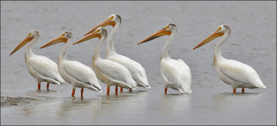 American White Pelicans