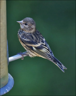 Pine Siskin-HY