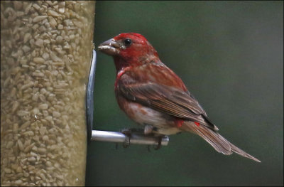 Purple Finch, adult male