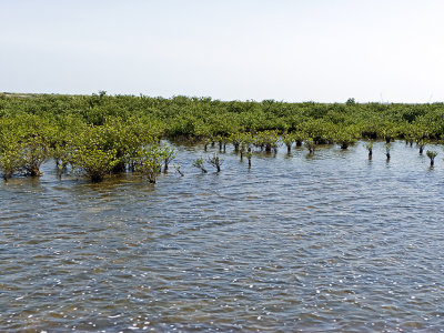 Black Mangroves South Bay Boca Chica.jpg