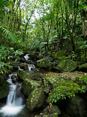El Yunque Rainforest 2.jpg