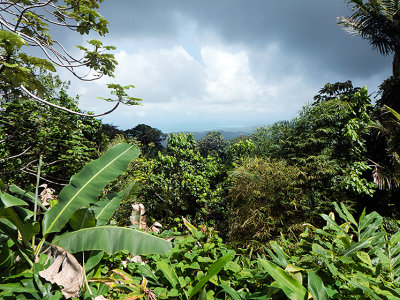 El Yunque Rainforest