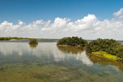 Black mangrove islands, South Bay, near Kopernik Shores, TX