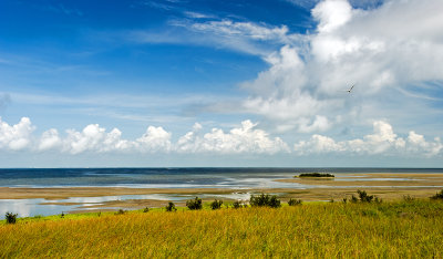 Salt grass, wetlands, and La Laguna Madre