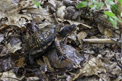 Reptiles & Amphibians