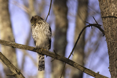 Backyard Birds