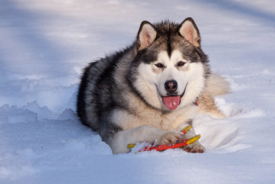 Malamutes