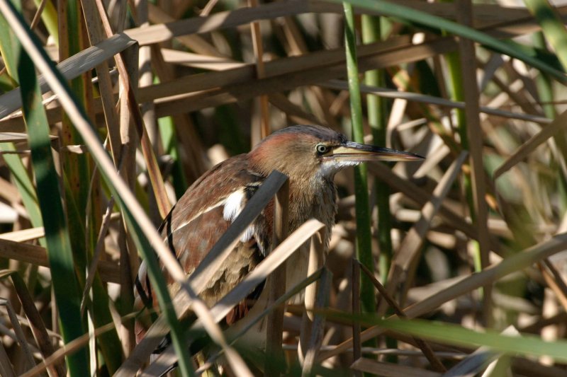 Least Bittern 1