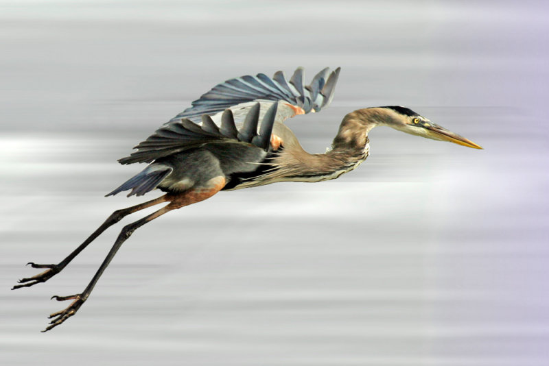 Great Blue Heron 1