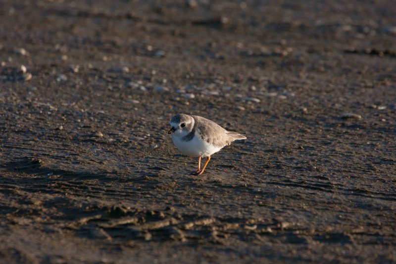 Piping Plover 1