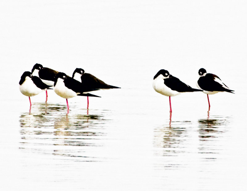 Black-necked Stilt 3
