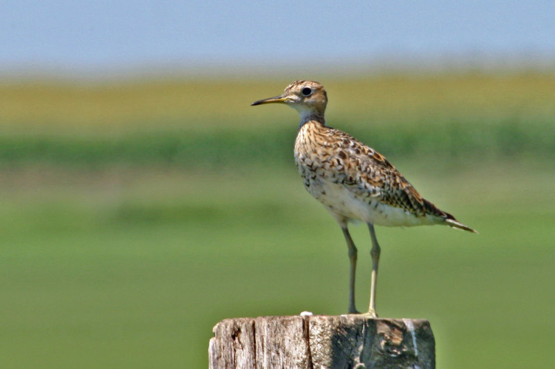 Upland Sandpiper 1