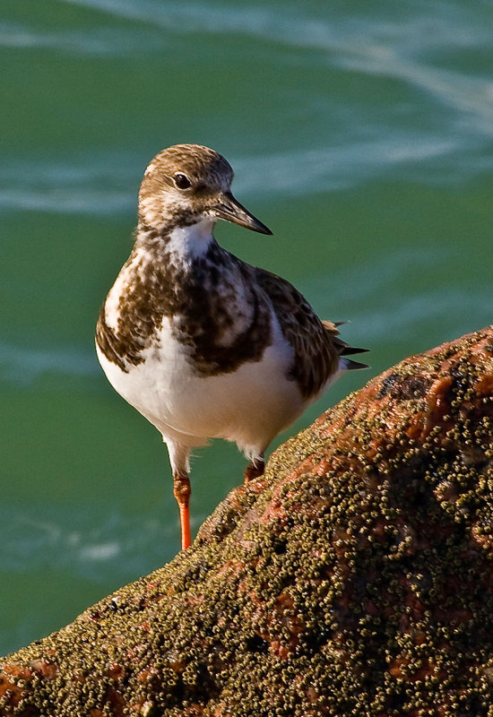 Ruddy Turnstone 2