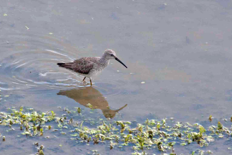 Stilt Sandpiper 1