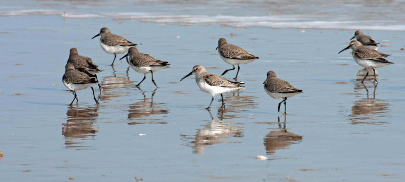 Dunlin 2