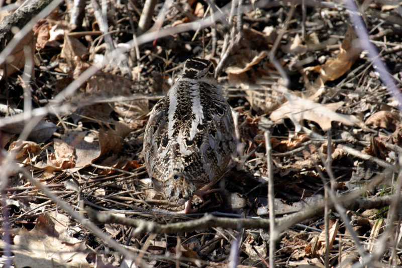 American Woodcock 2