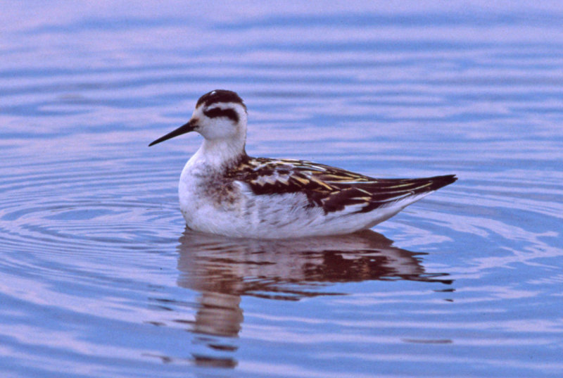 Red-necked Phalarope 1