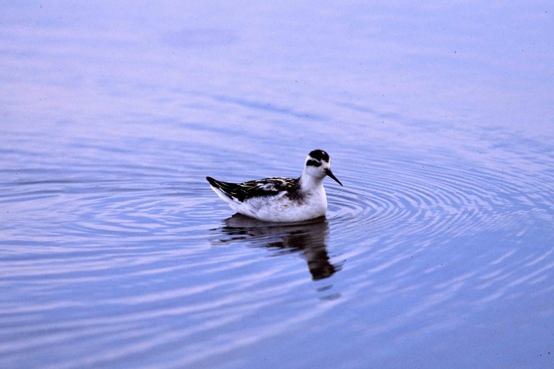 Red-necked Phalarope 2