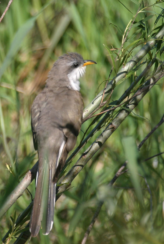 Yellow-billed Cuckoo 2