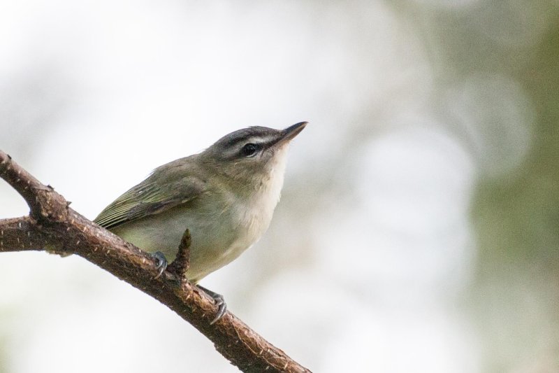 Red-eyed Vireo 2