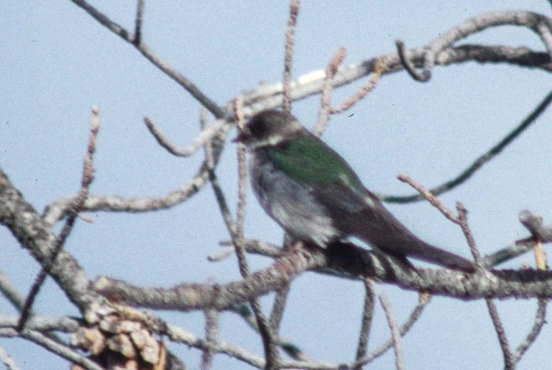 Violet-green Swallow