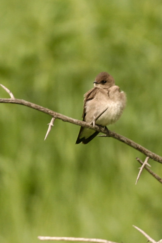 Northern Rough-winged Swallow 2