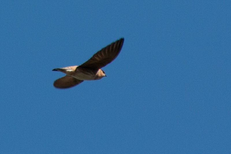 Cave Swallow 2