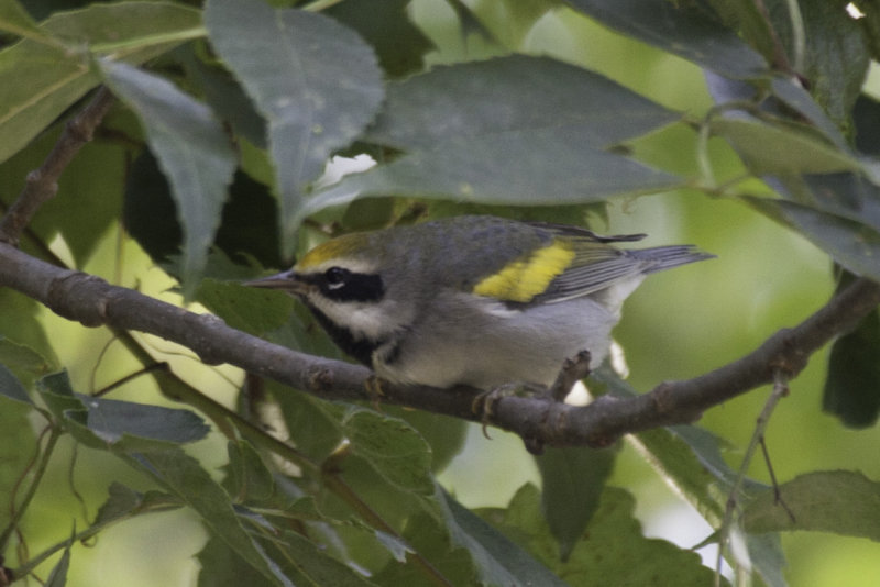 Golden-winged Warbler 1