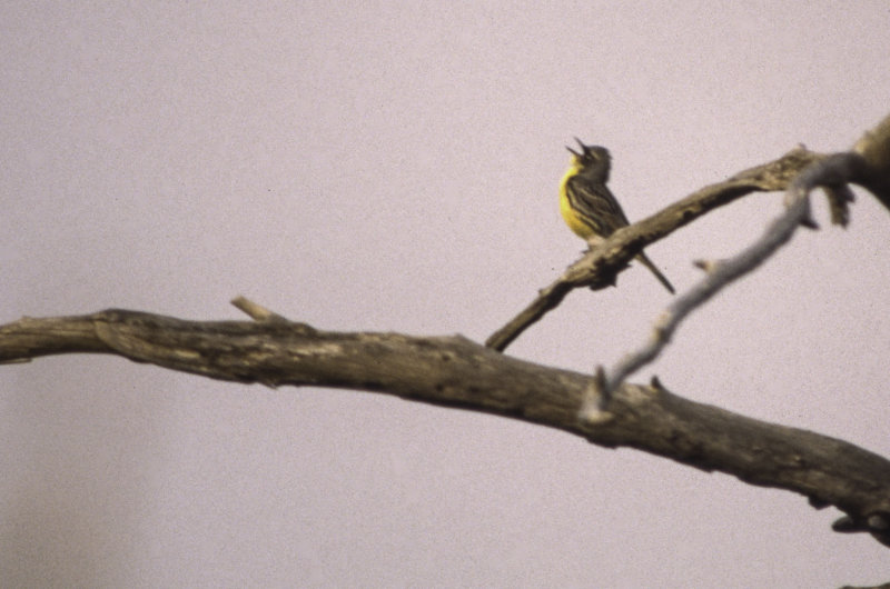 Kirtlands Warbler