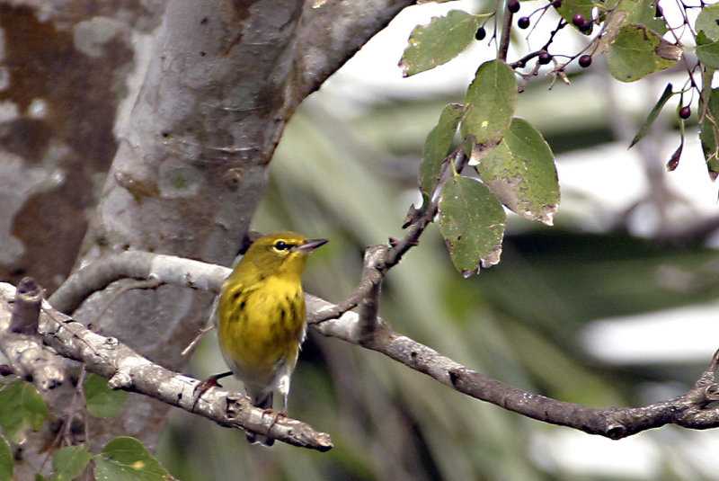 Pine Warbler 1