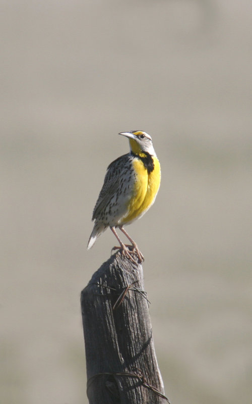Eastern Meadowlark 1