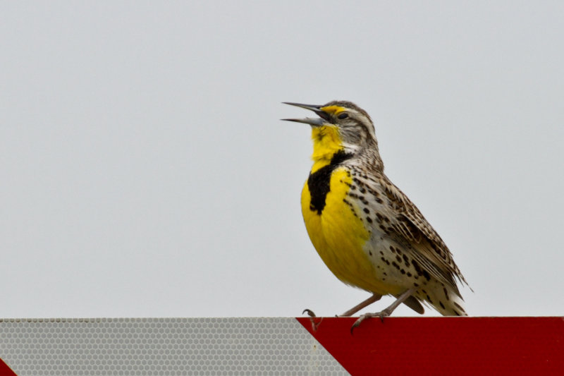 Western Meadowlark 1