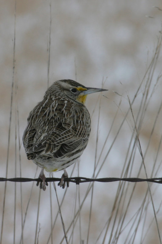 Western Meadowlark 3