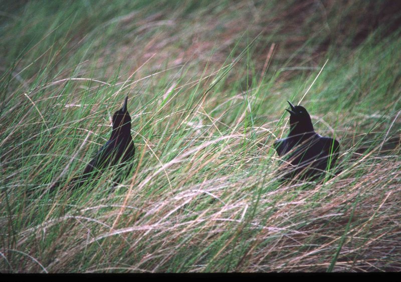 Boat-tailed Grackle 3
