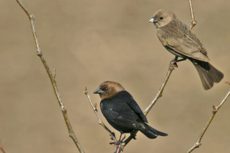 Brown-headed Cowbird