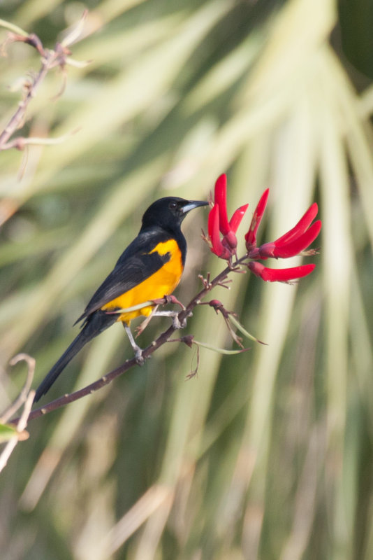 Black-vented Oriole 1