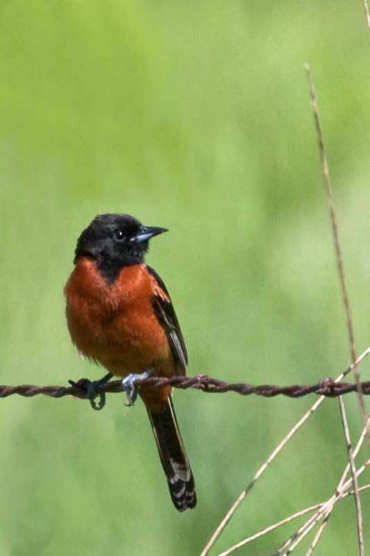 Orchard Oriole 2