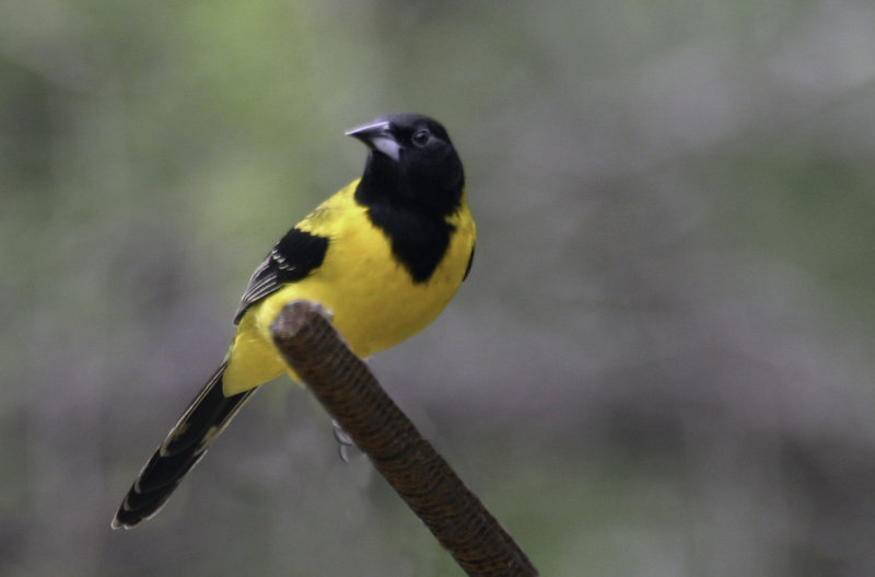 Audubons Oriole 1