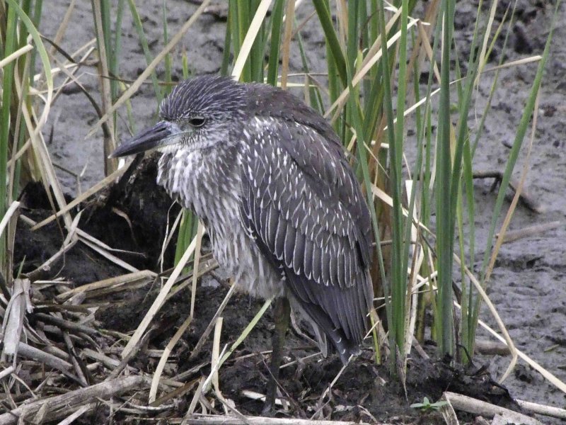 Black-crowned Night Heron 3