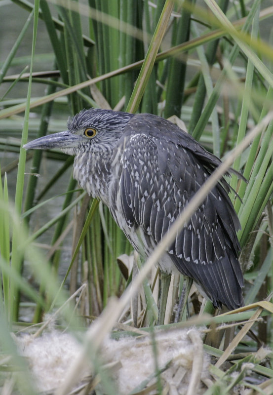 Yellow-crowned Night Heron 4