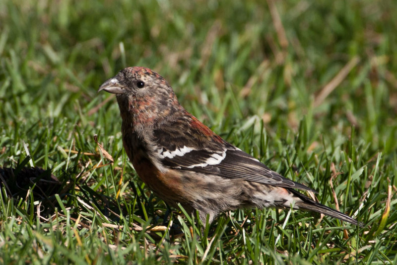 Red Crossbill 1