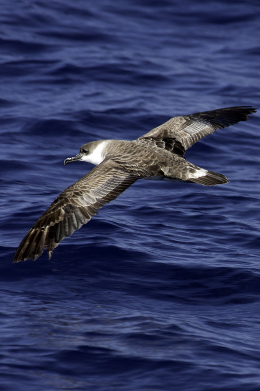 Great Shearwater 1