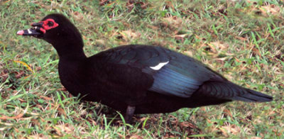 Muscovy Duck (Feral)