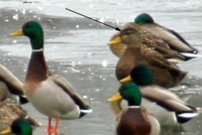 American Black Duck